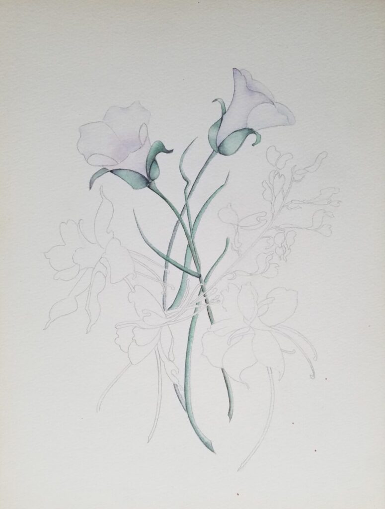 Drawings 24 Pencil sketch of wildflowers with parts colored with watercolors