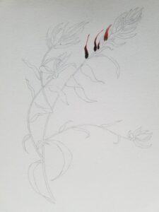 Pencil sketch of wildflowers