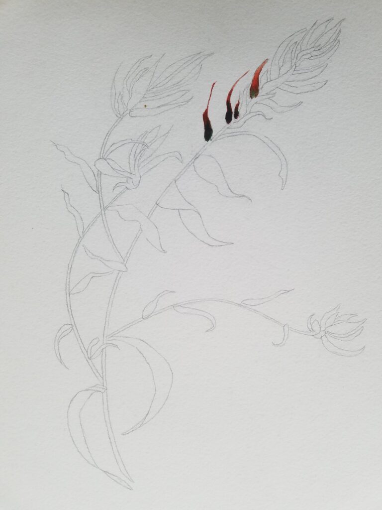 Drawings 22 Pencil sketch of wildflowers