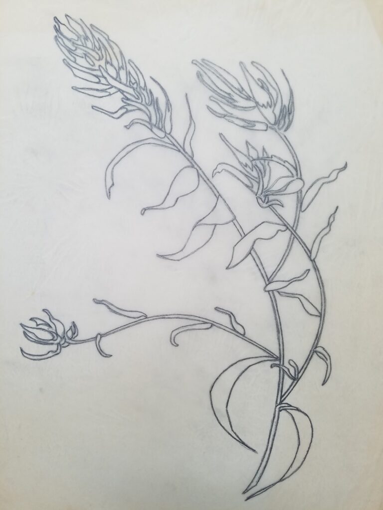 Drawings 19 Pencil sketch of wildflowers