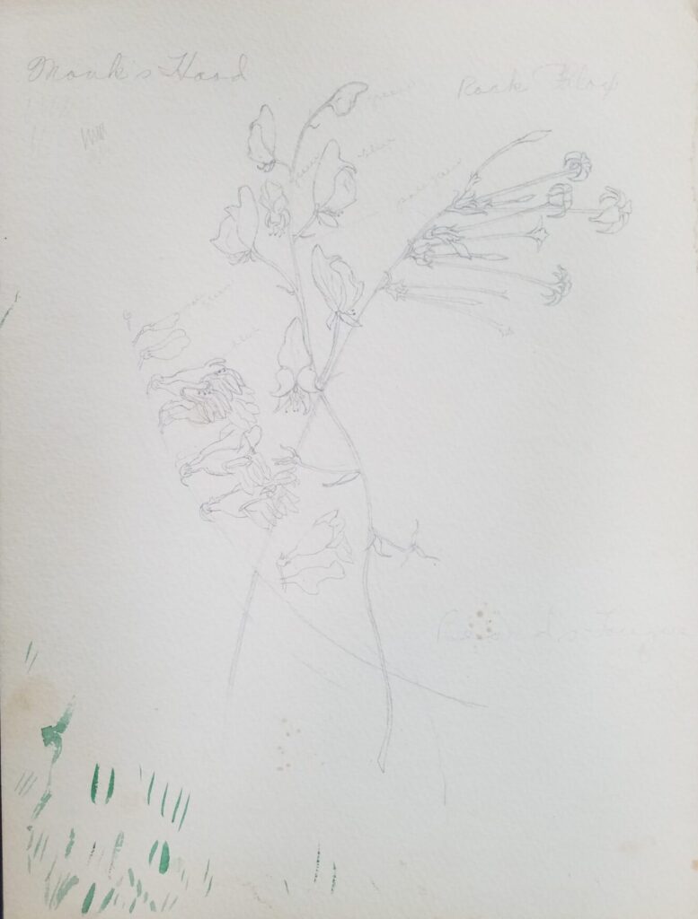 Drawings 23 Pencil sketch of wildflowers