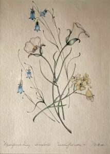 Watercolor painting of mariposa lillies, harebell, and wallflower